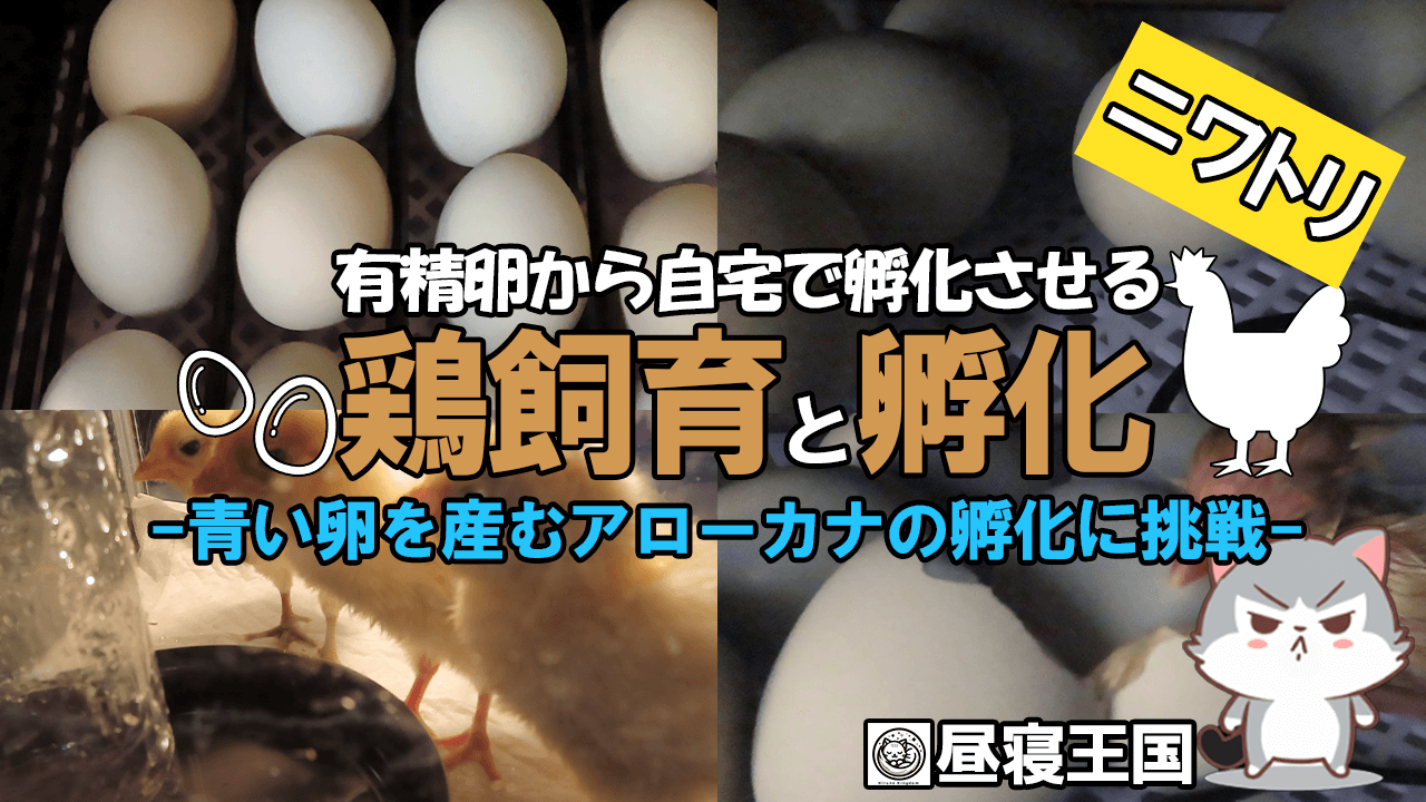 鶏の孵化