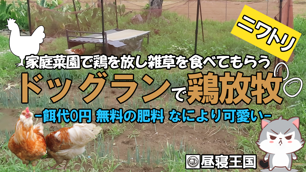 ドッグランを使った鶏の放し飼い